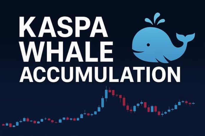 Kaspa Whale Accumulation Kaspa Whale Accumulation